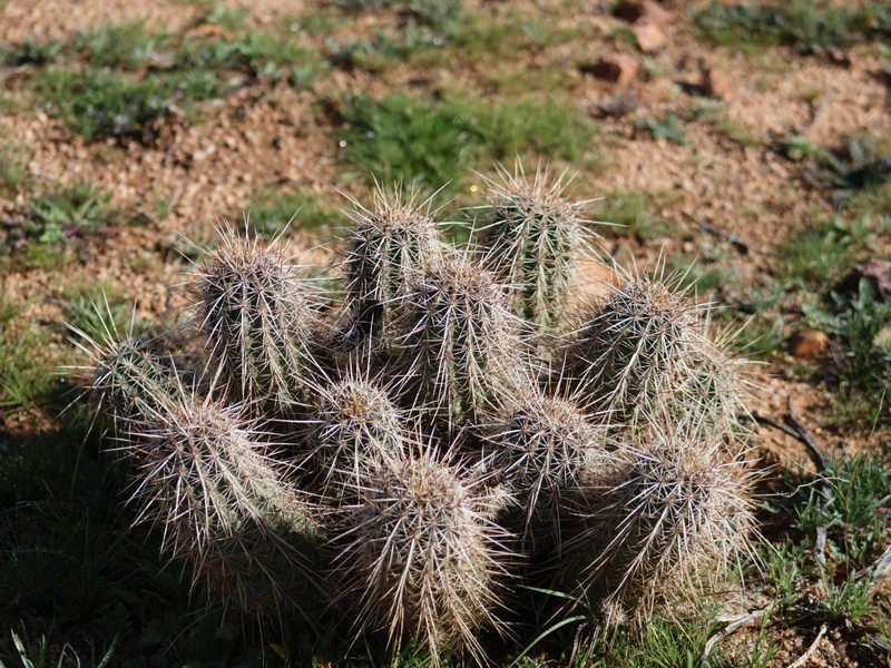 Echinocereus fasciculatus var. fasciculatus