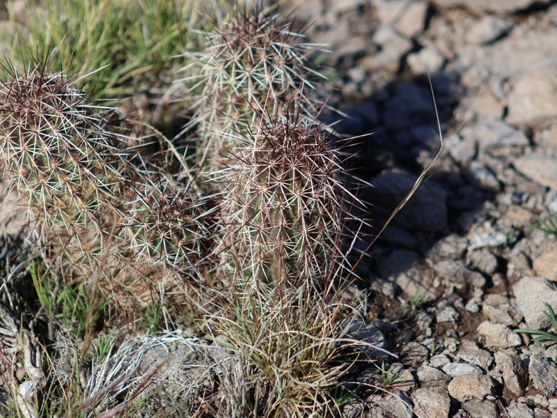 Echinocereus fasciculatus var. fasciculatus photo 3