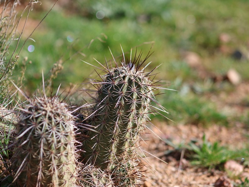 Echinocereus fasciculatus var. fasciculatus photo 6