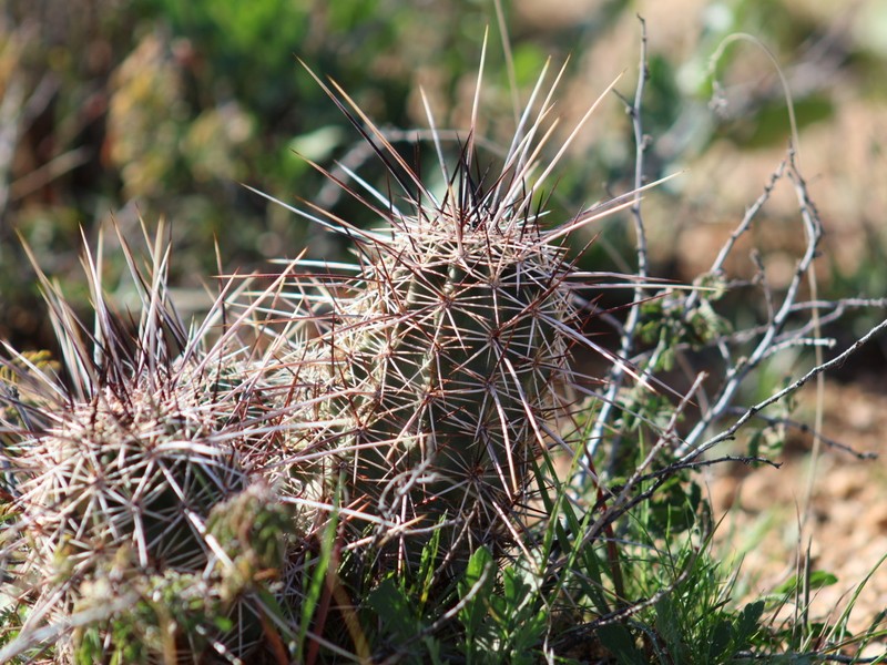 Echinocereus fasciculatus var. fasciculatus photo 7