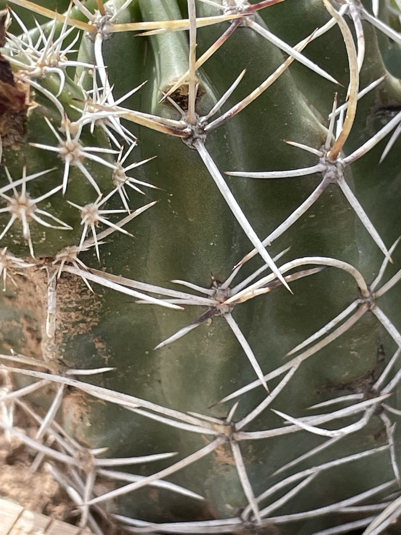 Pinkflower Hedgehog Cactus photo 2