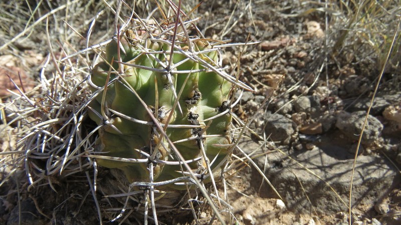 Pinkflower Hedgehog Cactus photo 3