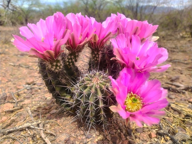 Pinkflower Hedgehog Cactus photo 4
