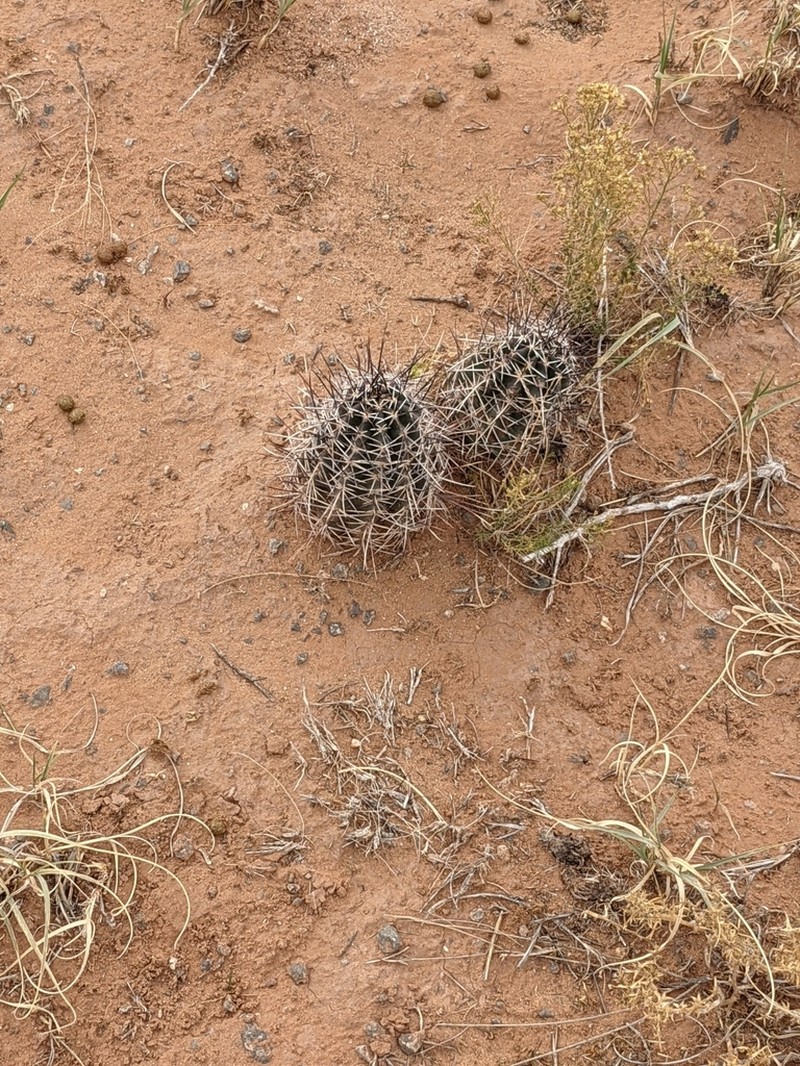 Pinkflower Hedgehog Cactus photo 5