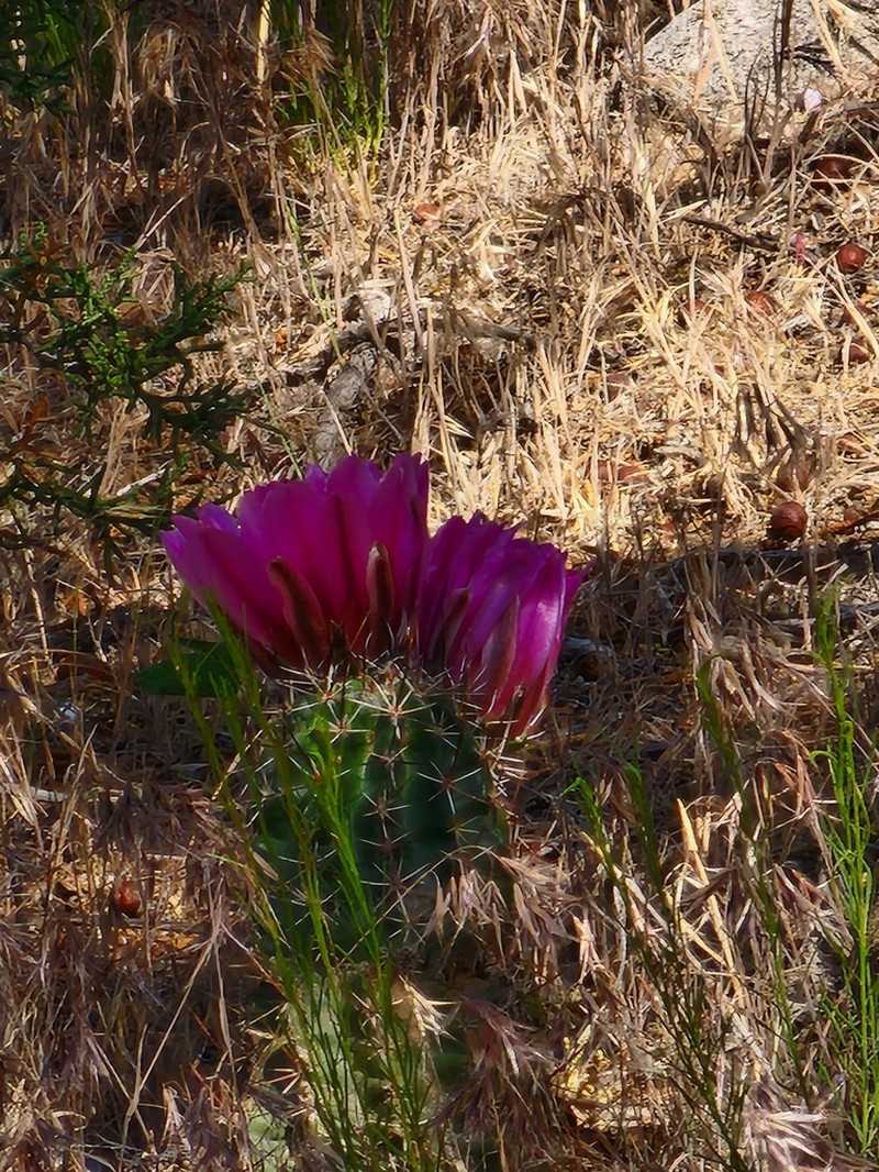 Pinkflower Hedgehog Cactus photo 6