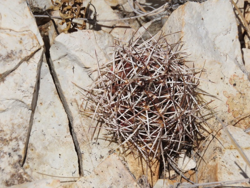 Pinkflower Hedgehog Cactus photo 7