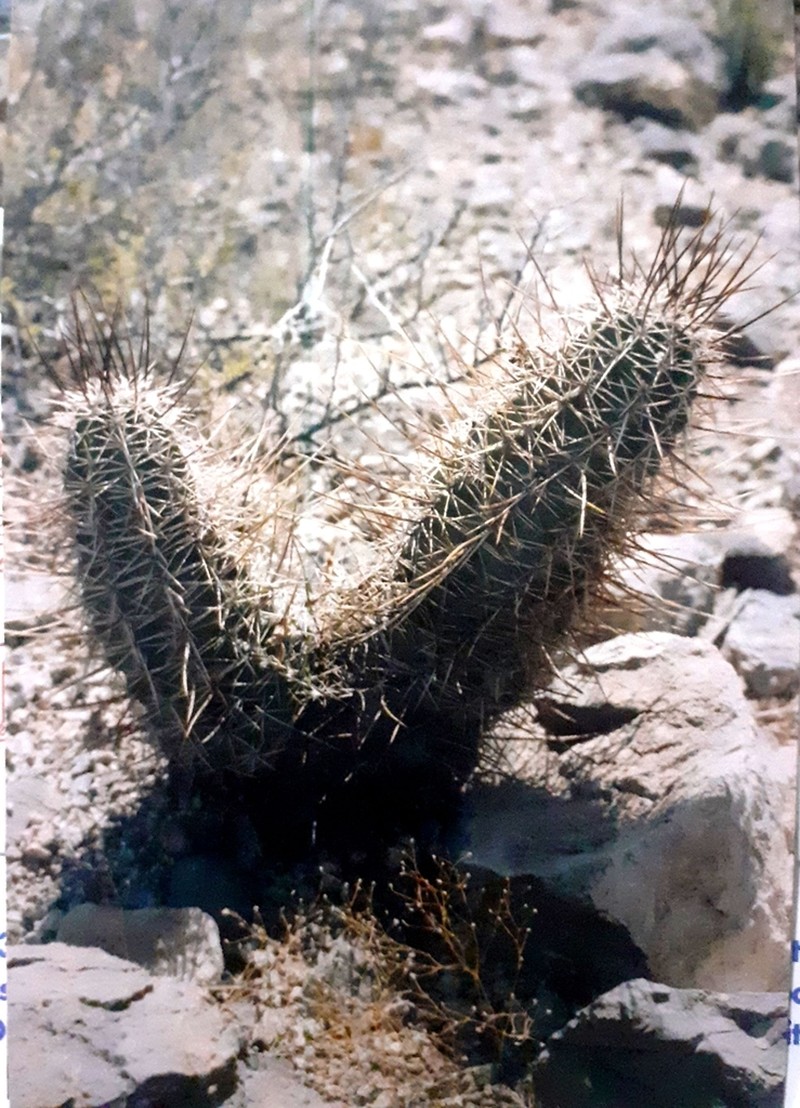 Pinkflower Hedgehog Cactus photo 8