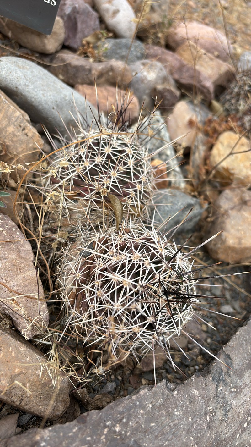 Echinocereus fendleri subsp. fendleri