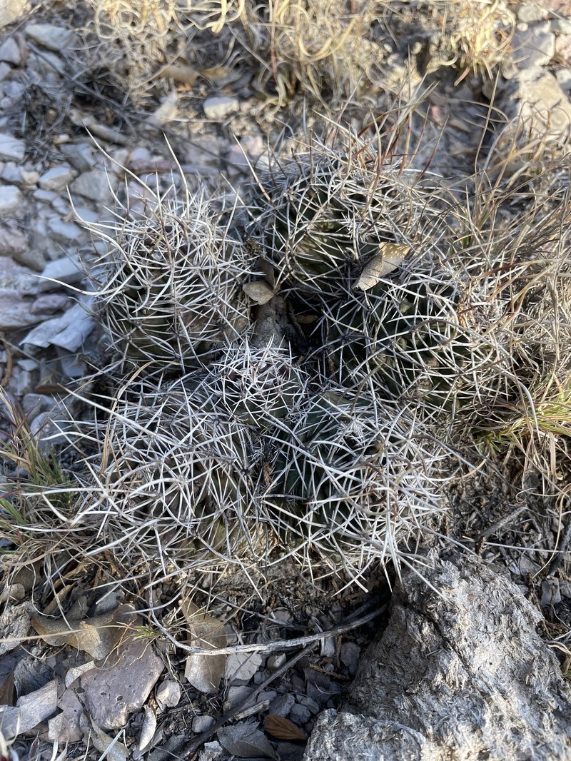 Echinocereus fendleri subsp. fendleri photo 2