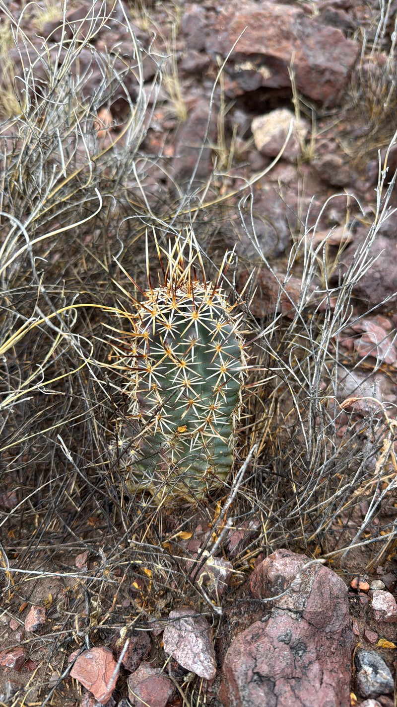 Echinocereus fendleri subsp. fendleri photo 3