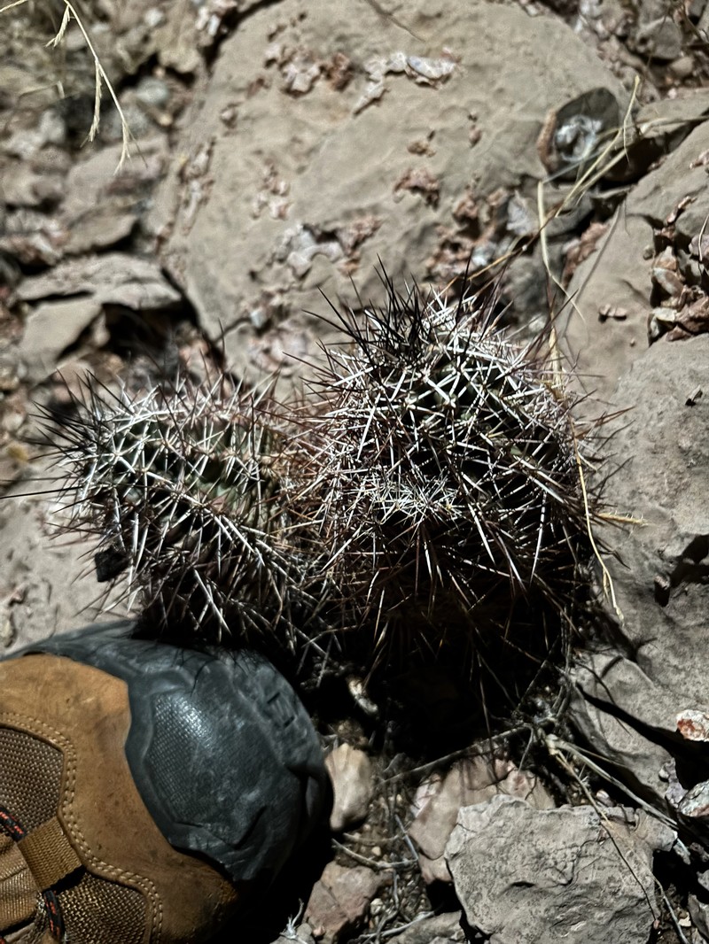 Echinocereus fendleri subsp. fendleri photo 4