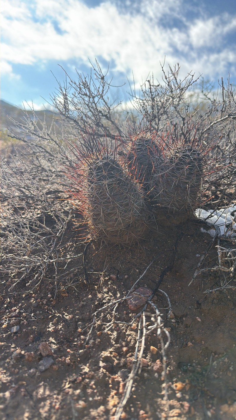 Echinocereus fendleri subsp. fendleri photo 5
