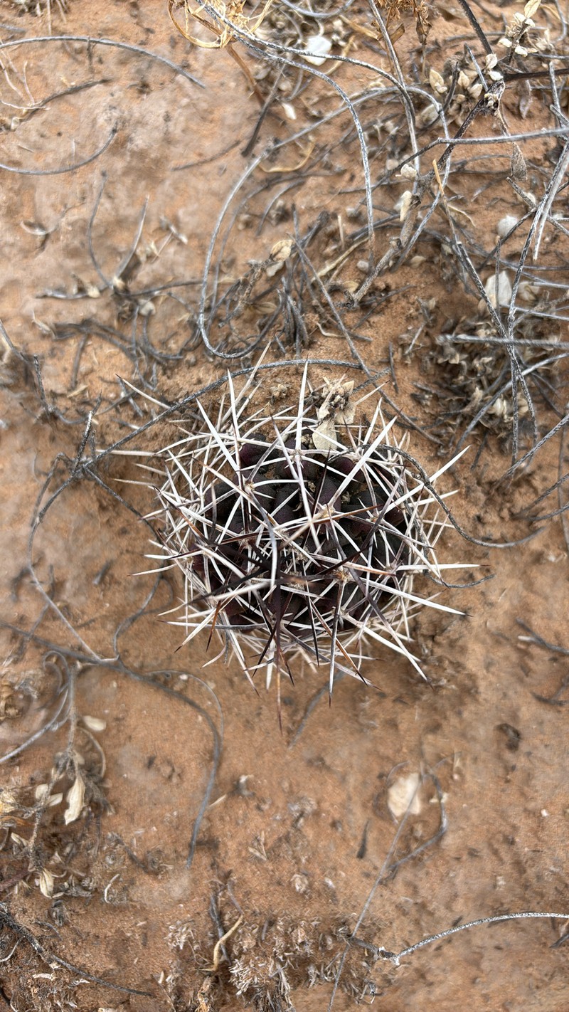 Echinocereus fendleri subsp. fendleri photo 6