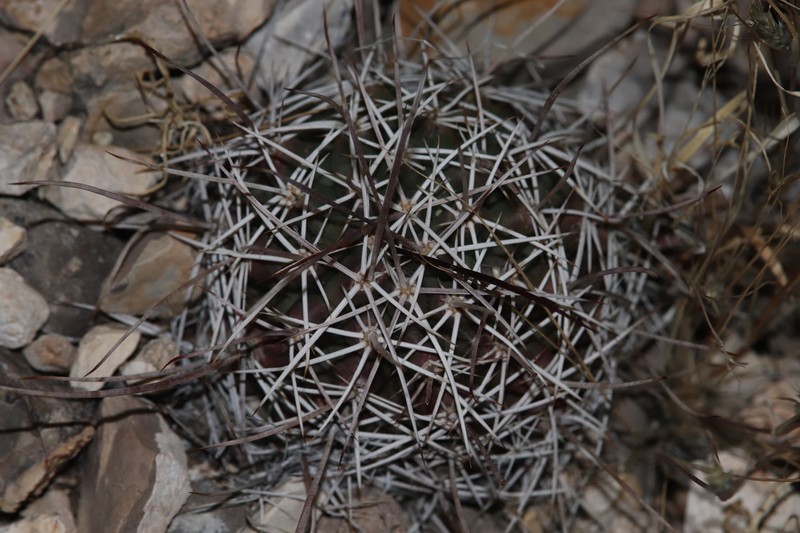 Echinocereus fendleri subsp. fendleri photo 7