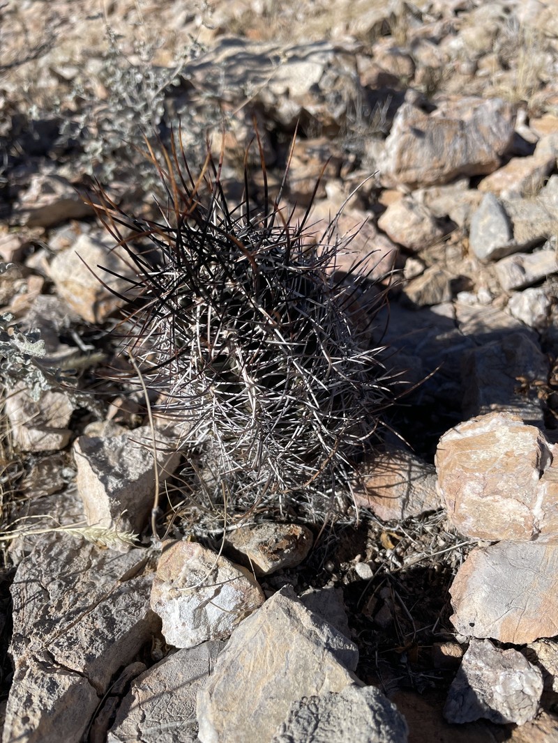 Echinocereus fendleri subsp. fendleri photo 8