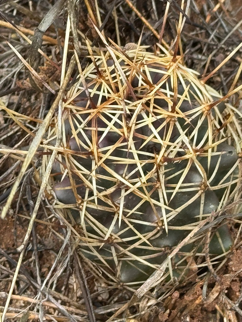 Echinocereus fendleri subsp. rectispinus