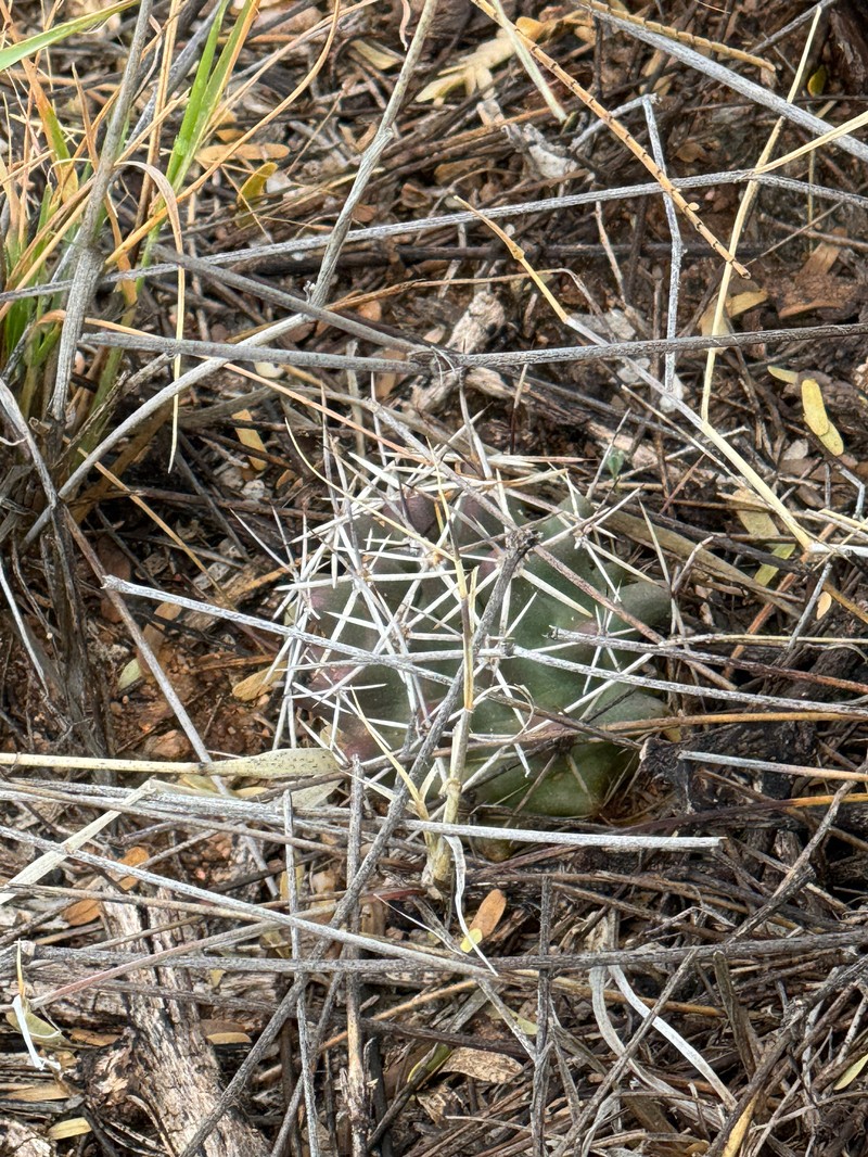 Echinocereus fendleri subsp. rectispinus photo 2