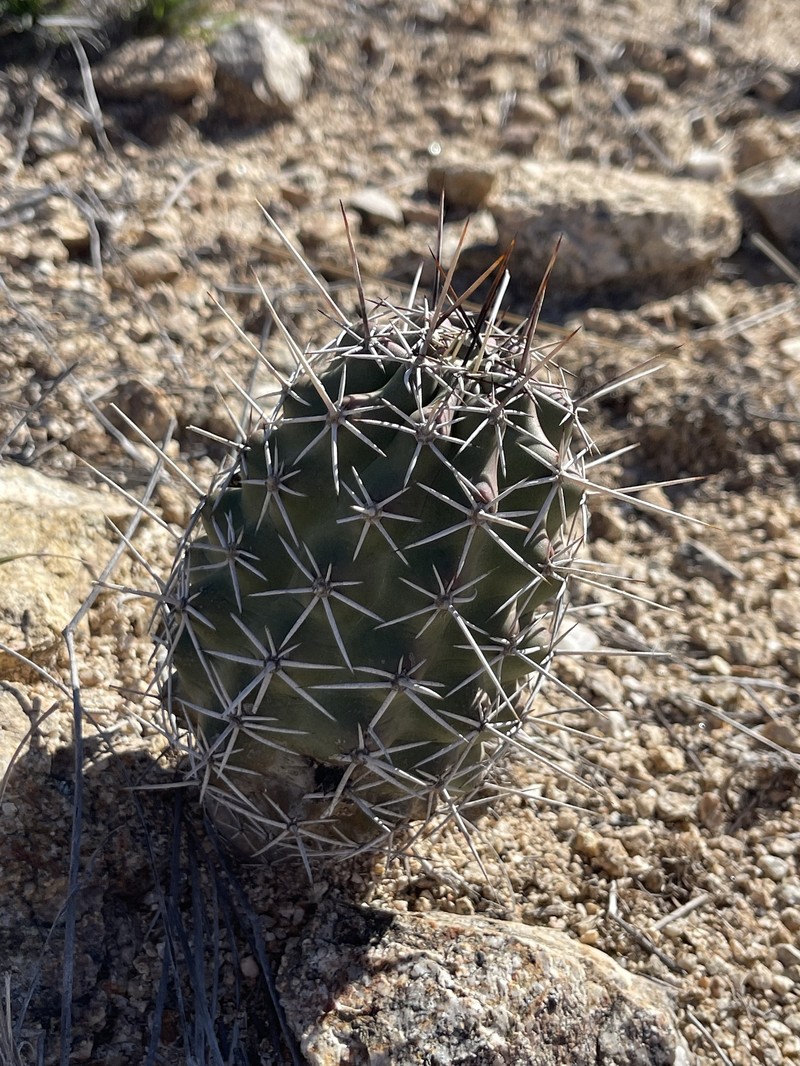 Echinocereus fendleri subsp. rectispinus photo 3