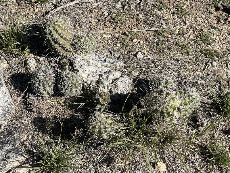 Echinocereus fendleri subsp. rectispinus photo 4