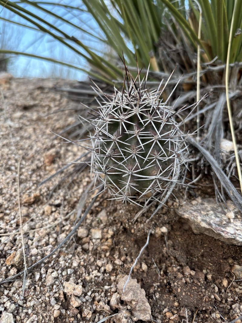 Echinocereus fendleri subsp. rectispinus photo 5