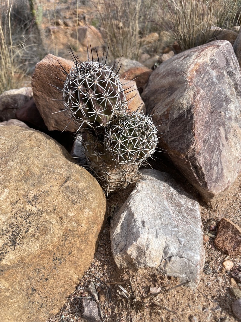 Echinocereus fendleri subsp. rectispinus photo 6