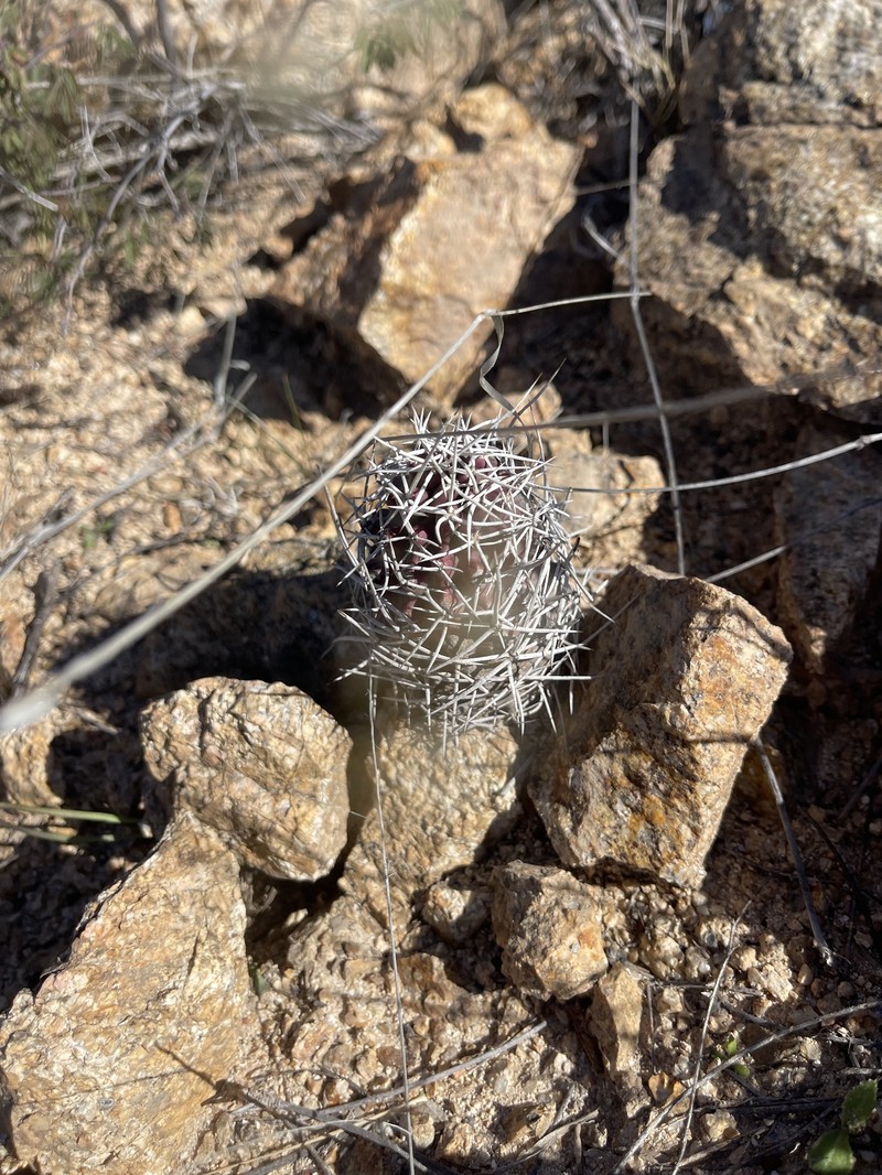 Echinocereus fendleri subsp. rectispinus photo 7