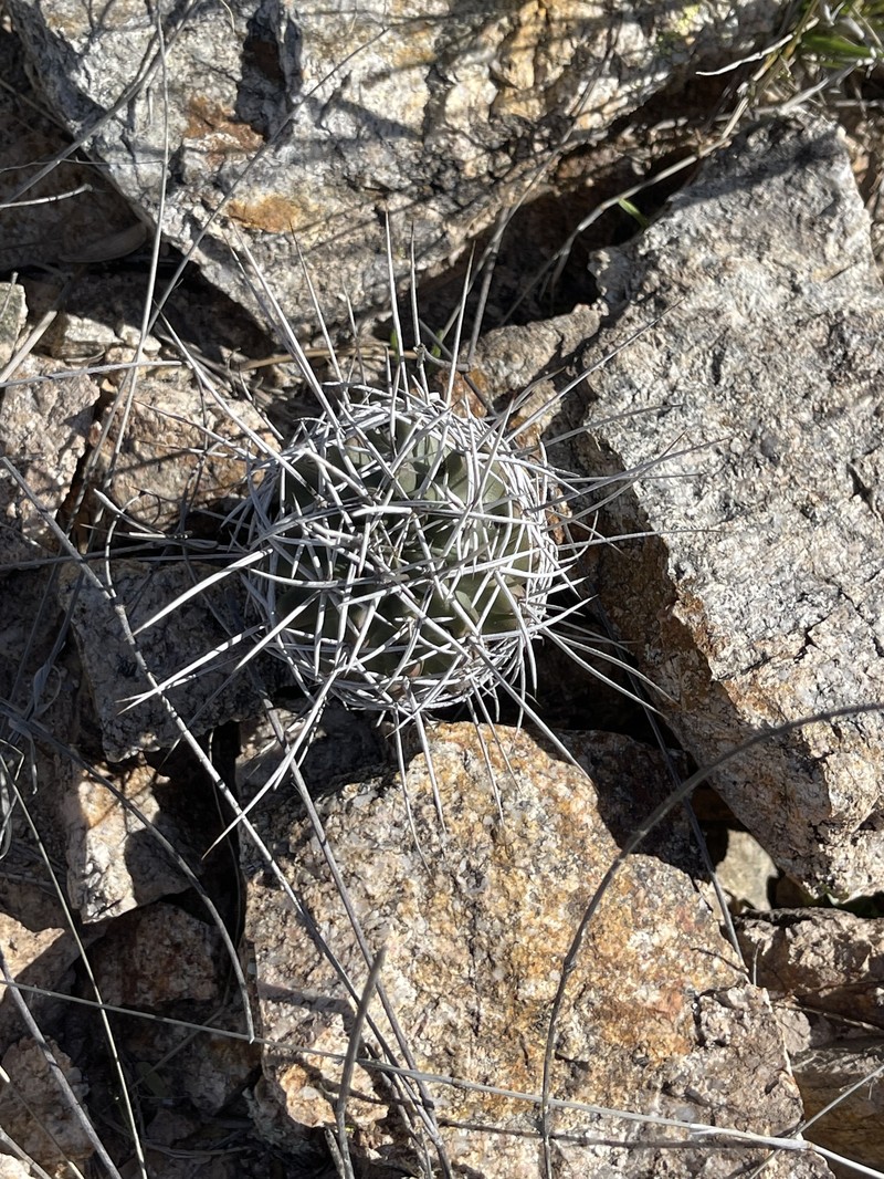 Echinocereus fendleri subsp. rectispinus photo 8