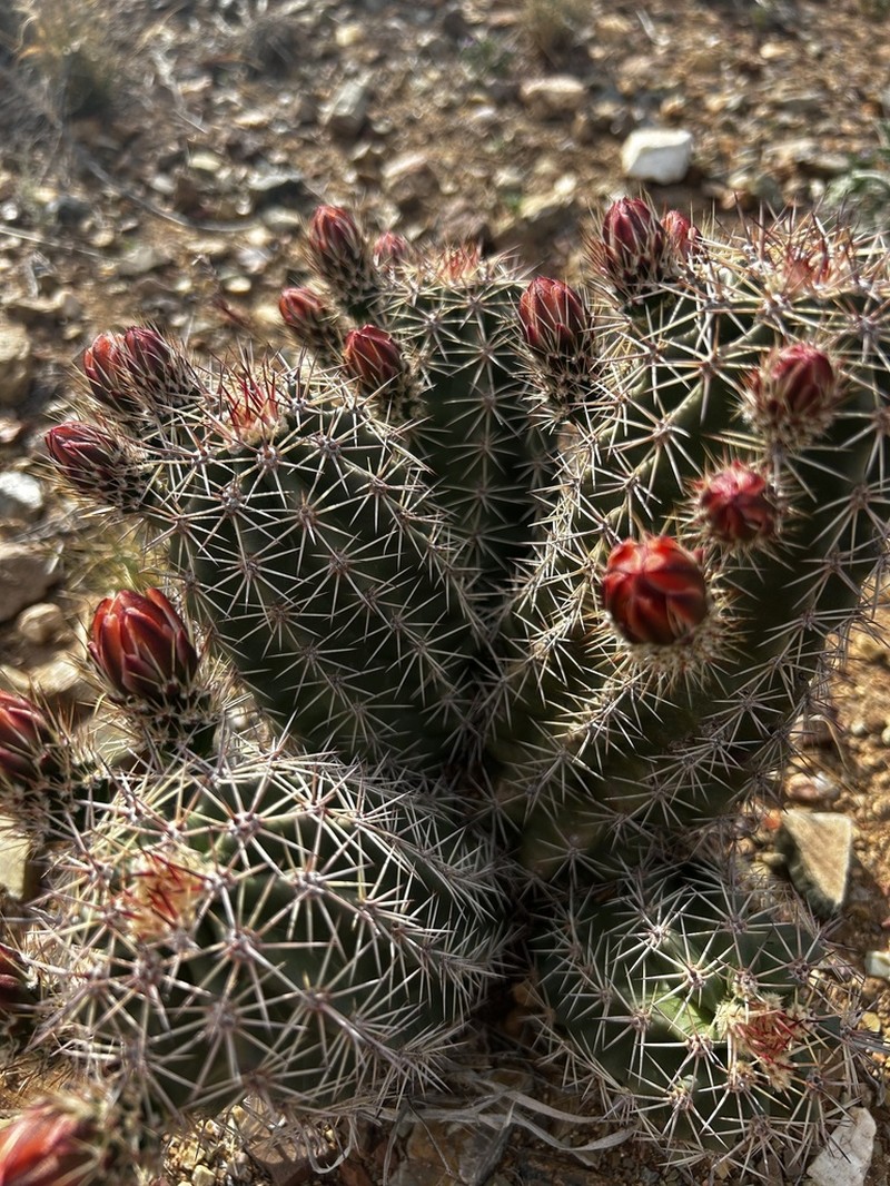 Echinocereus gurneyi