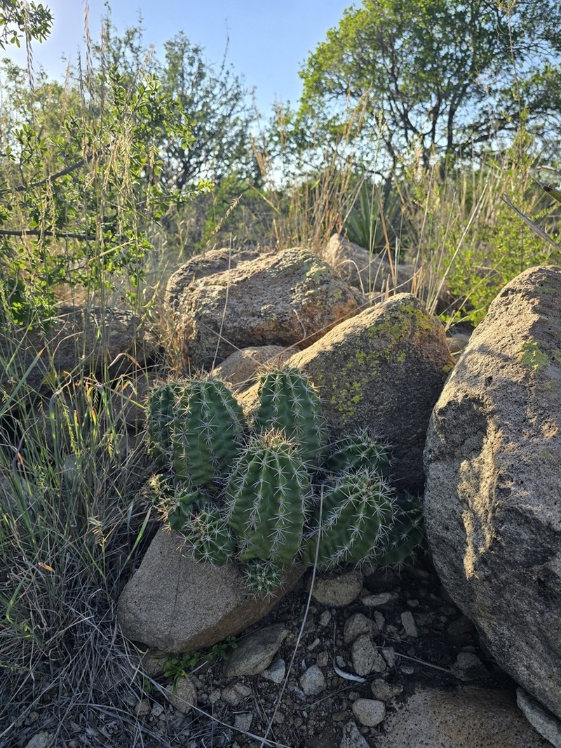 Echinocereus gurneyi photo 2