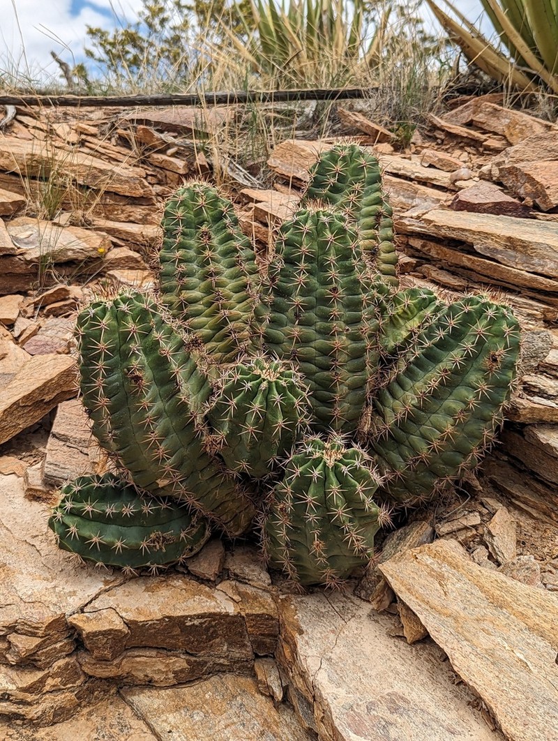 Echinocereus gurneyi photo 3