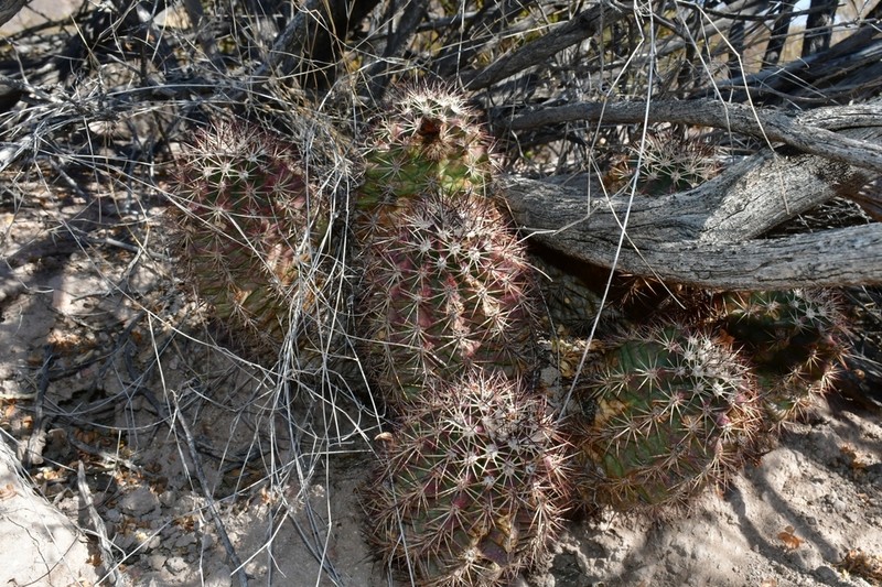 Echinocereus gurneyi photo 4
