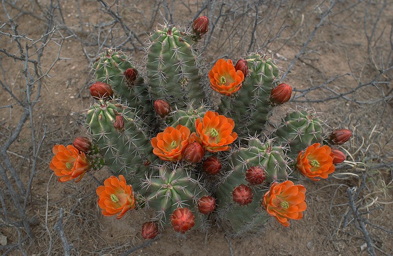 Echinocereus gurneyi photo 5