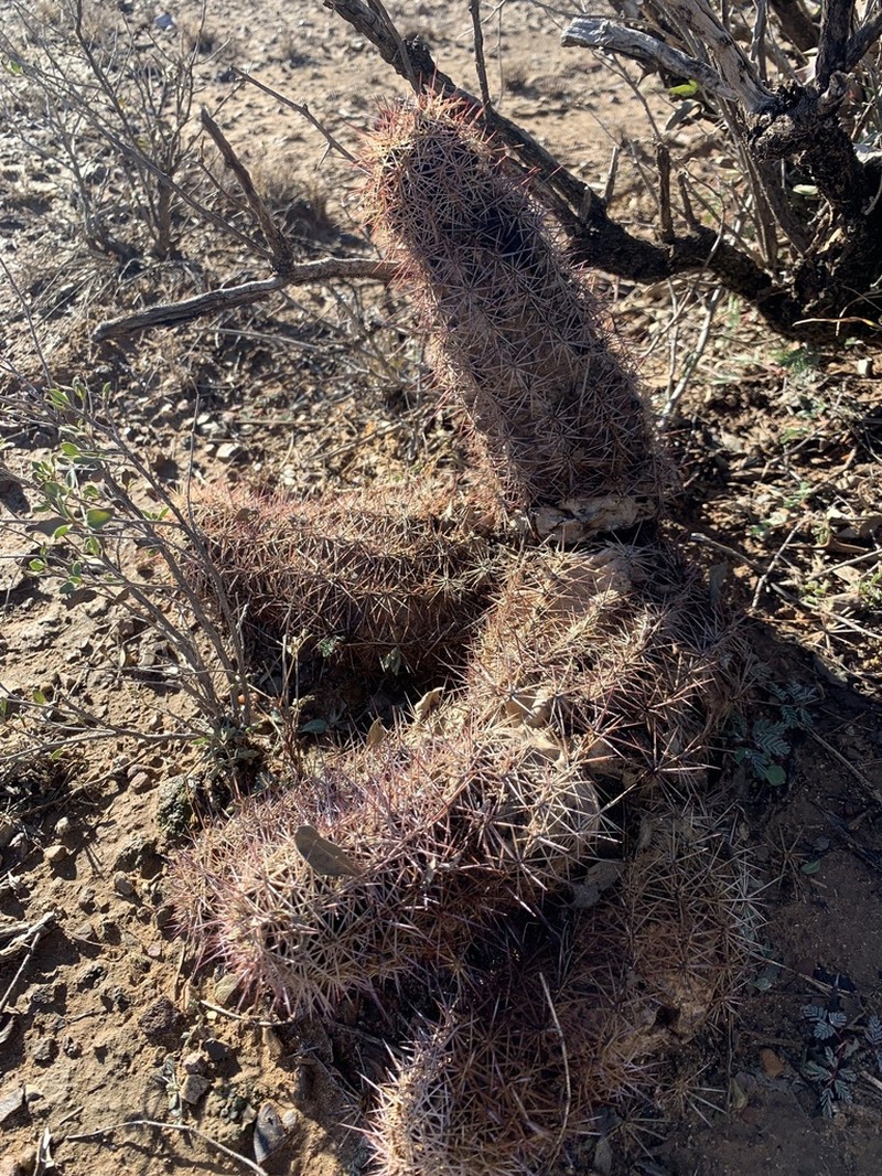 Echinocereus gurneyi photo 6