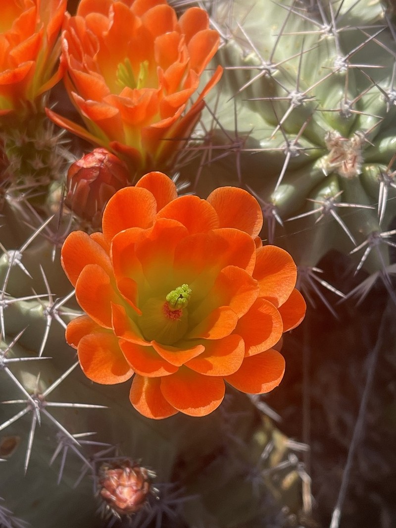 Echinocereus gurneyi photo 7