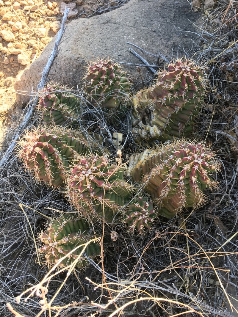Echinocereus gurneyi photo 8