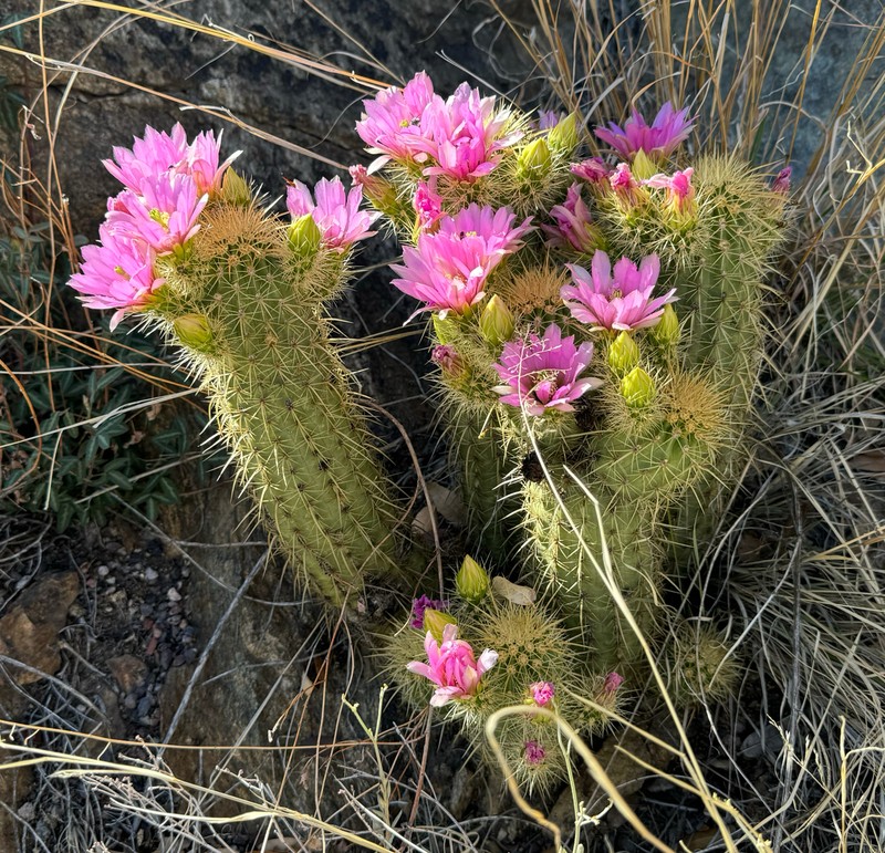 Leding's Hedgehog Cactus