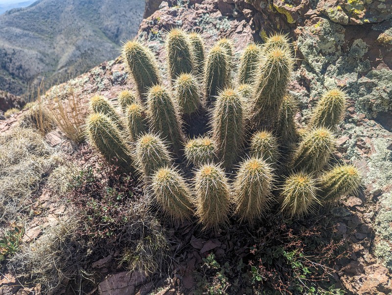 Leding's Hedgehog Cactus