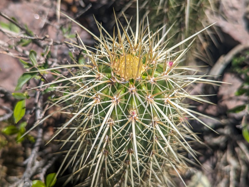 Leding's Hedgehog Cactus photo 2
