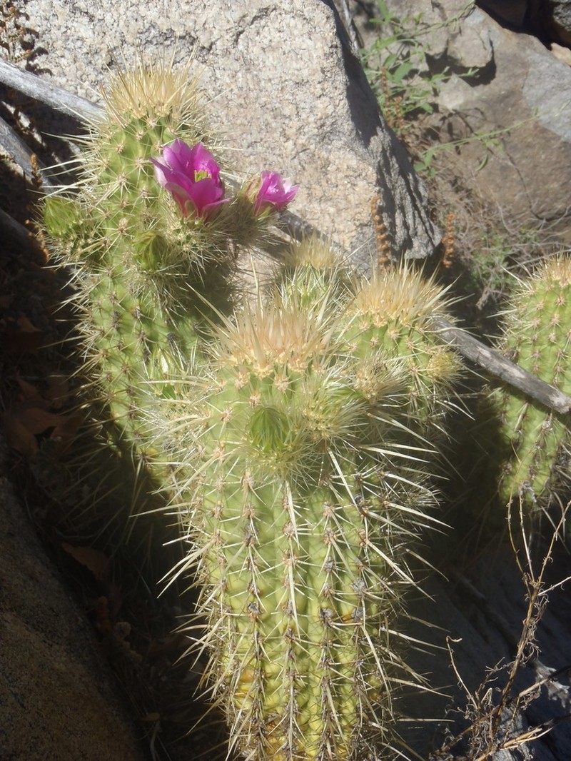 Leding's Hedgehog Cactus photo 3