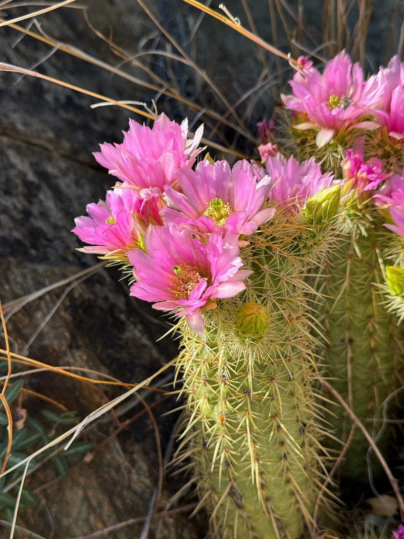 Leding's Hedgehog Cactus photo 4