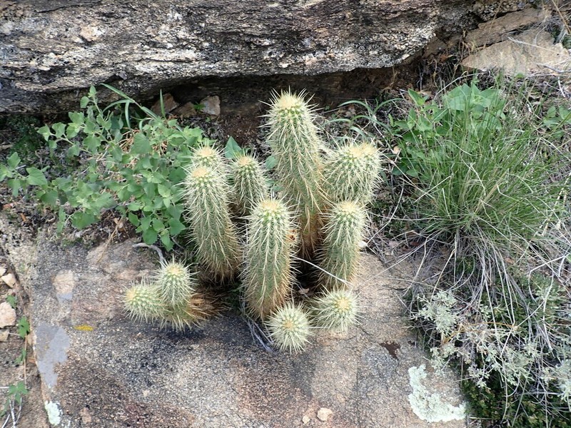 Leding's Hedgehog Cactus photo 5