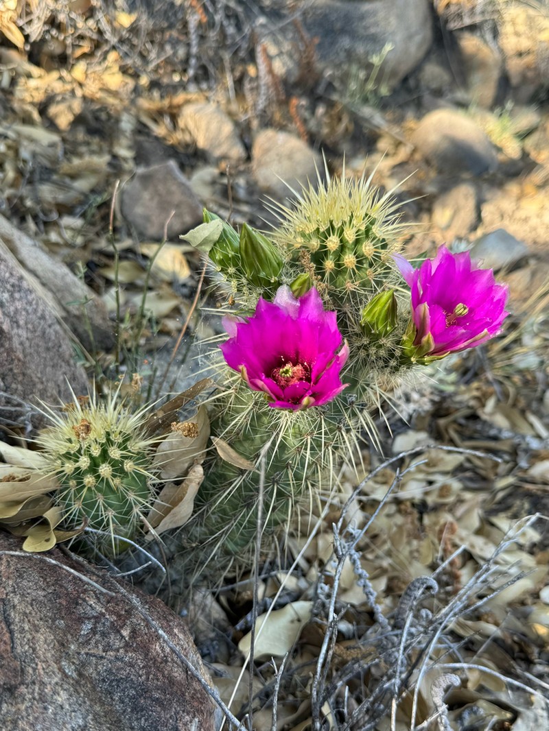 Leding's Hedgehog Cactus photo 6