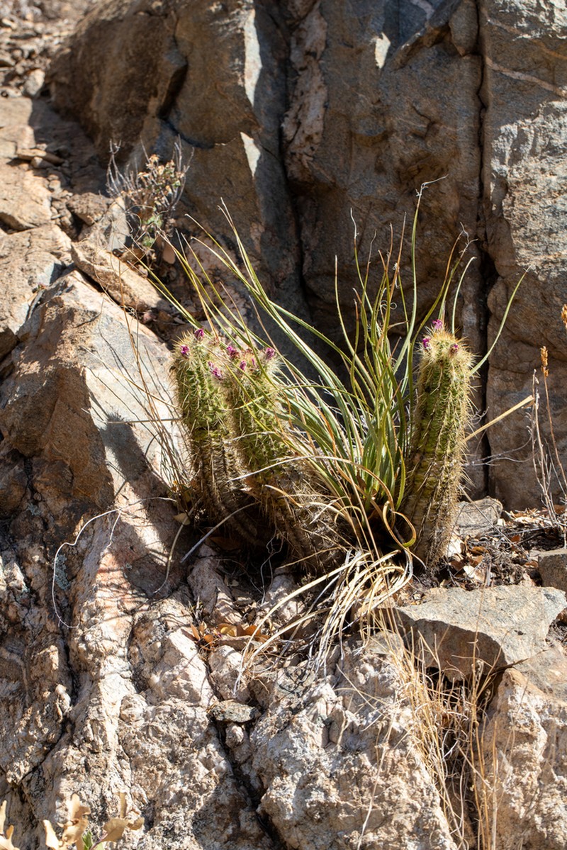 Leding's Hedgehog Cactus photo 7