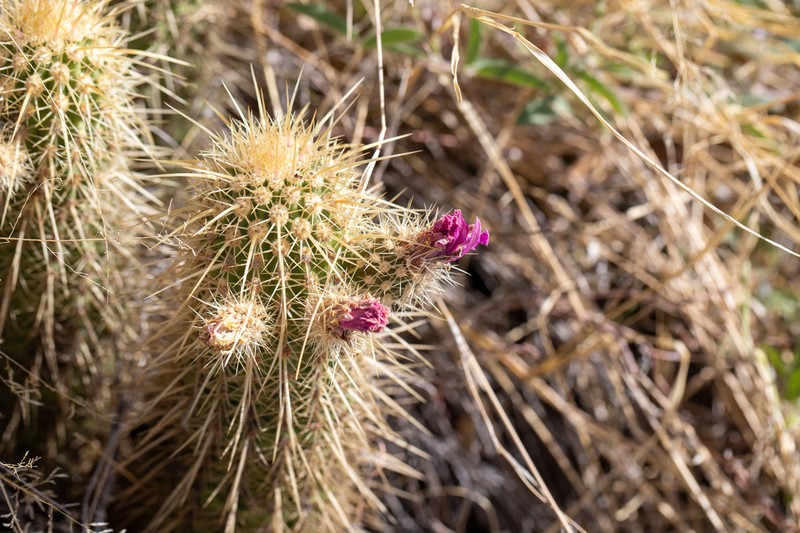 Leding's Hedgehog Cactus photo 8