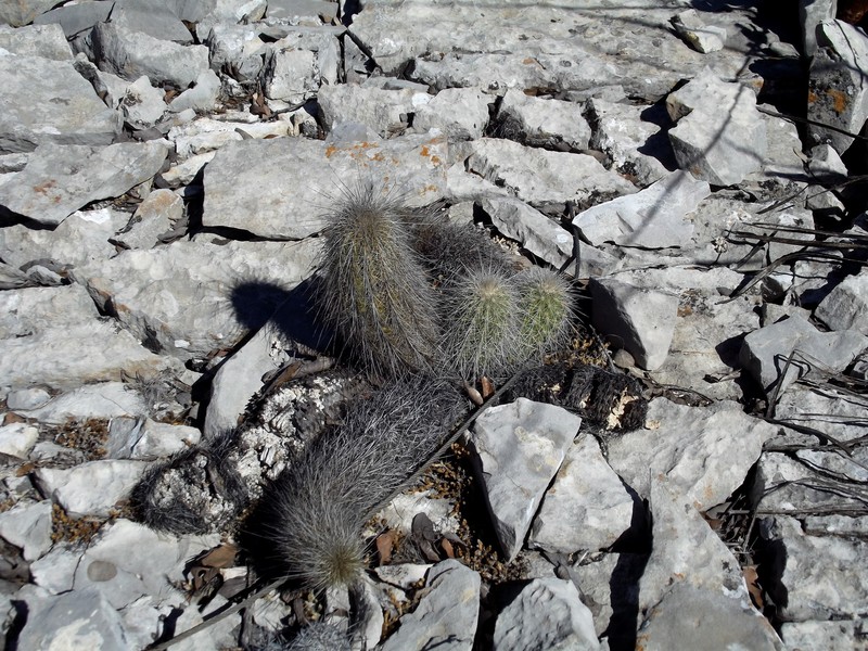 Echinocereus longisetus subsp. longisetus