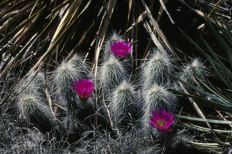 Echinocereus longisetus subsp. longisetus photo 2