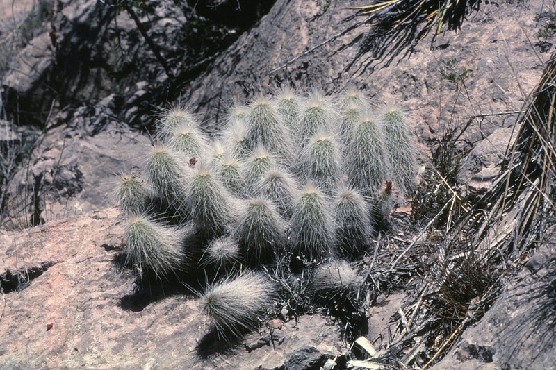 Echinocereus longisetus subsp. longisetus photo 3