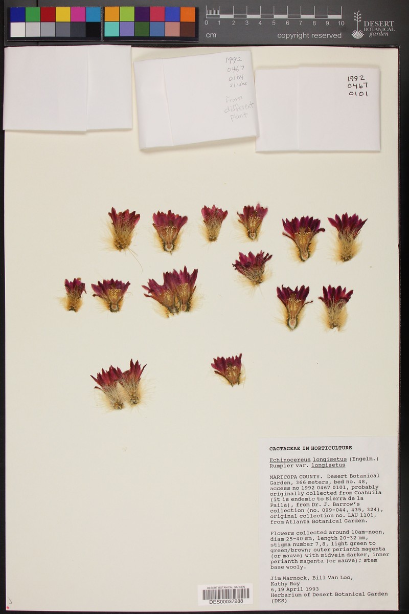 Echinocereus longisetus subsp. longisetus photo 4