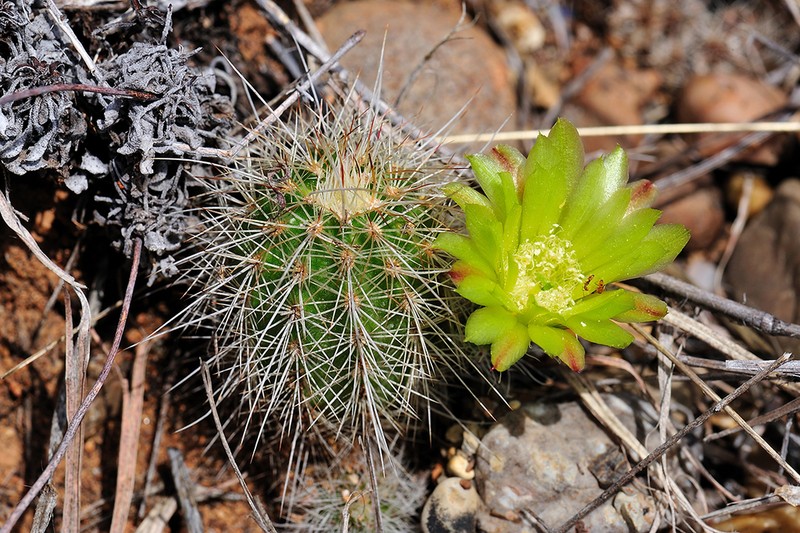 Echinocereus milleri