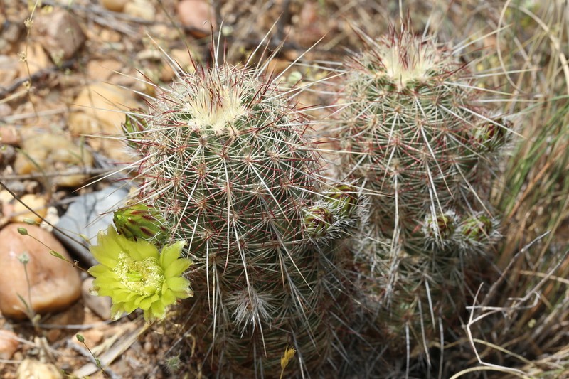 Echinocereus milleri photo 2